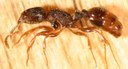 Pavement ant