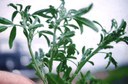 Pea aphid (on alfalfa stems)