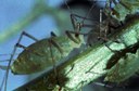 Pea aphid