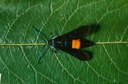 Peachtree borer