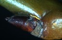 Pear psylla