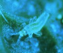 Pear thrips on leaf