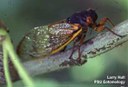 Periodical cicada
