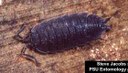 Pillbug