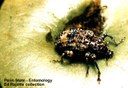 Plum curculio (adult)