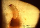 Plum curculio (injury to apple and larva)