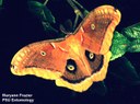 Polyphemus moth (adult)