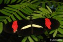 Postman Butterfly