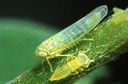 Potato leafhopper (adult and nymph)