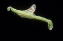 Potato leafhopper (egg)