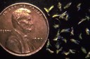 Potato leafhopper