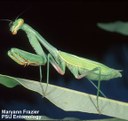 Praying mantid