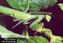 Praying mantid