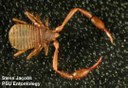 Pseudoscorpion