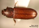 Red Flour Beetle (dorsal view)