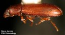 Red Flour Beetle (lateral view)