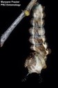Red-spotted purple butterfly larva