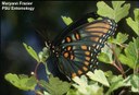 Red-spotted purple butterfly