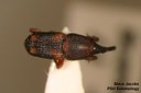Rice Weevil (dorsal)