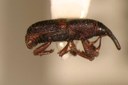 Rice Weevil (lateral view)