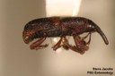 Rice Weevil (lateral)