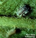 Rosy apple aphid