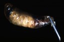 Sacbrood (larvae from cell)
