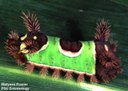 Saddleback caterpillar
