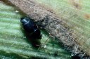 Sap Beetle on Corn (adult)