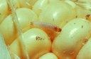Sap Beetle on Corn (larvae on corn kernels)