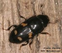 Sap beetle