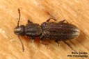 Sawtoothed Grain Beetle