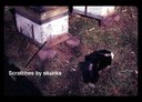 Scratched honey bee hive with skunk nearby.