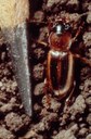 Seedcorn beetle (adult next to tweezers)