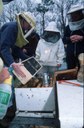Shaking bees from package into hive.