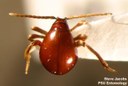 Shiny Spider Beetle (dorsal view)