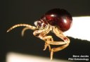 Shiny Spider Beetle (lateral view)