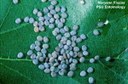 Silkworm eggs