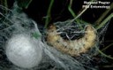 Silkworm moth (larva spinning cocoon) Lepidoptera: Bombycidae Bombyx mori (L)