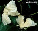 Silkworm moths mating Lepidoptera: Bombycidae Bombyx mori (L)