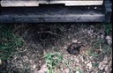Skunk scat on ground near honey bee hive.