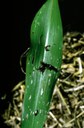 Slug (injury to corn)