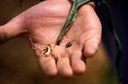 Slug (injury to field corn seedling )