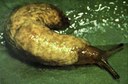 Slug (larvae)