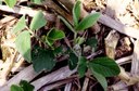 Slug (soy plant injury)