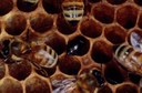 Small hive beetle (adult in cell)