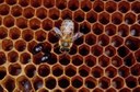 Small hive beetle (adult on comb)