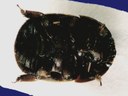 Small hive beetle (bottom)