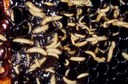 Small hive beetle (larvae)