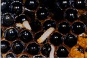 Small hive beetle (larvae)